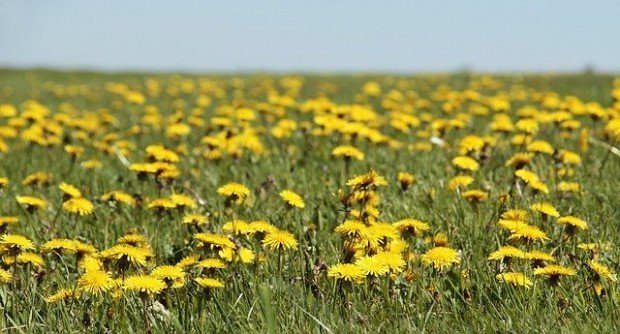 dandelion-3382663_640-620x334-1