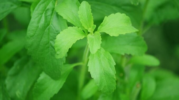 stevia-74187_1280-768x511
